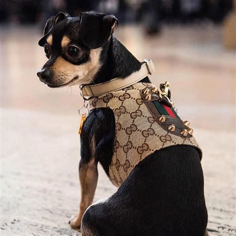 dog gucci clothes|gucci inspired dog harness.